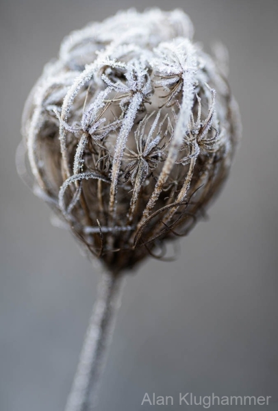 AlanKlughammer.com_20250119-_AZ70821-Edit