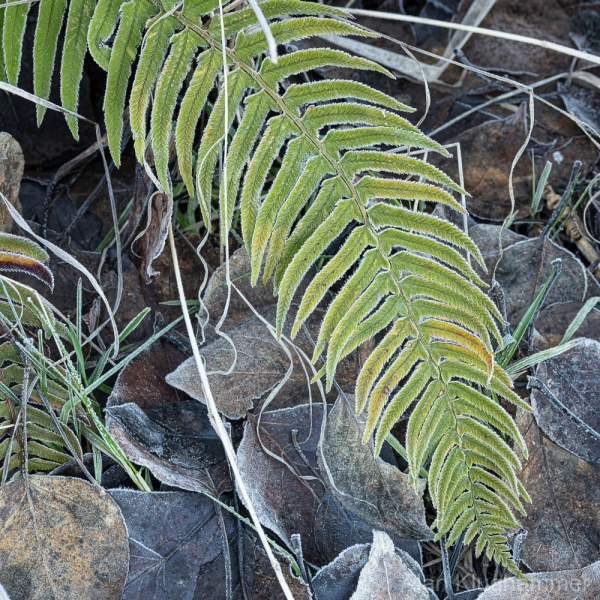 AlanKlughammer.com_20250119-_AZ70848