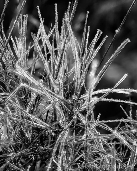 AlanKlughammer.com_20250119-_AZ70868