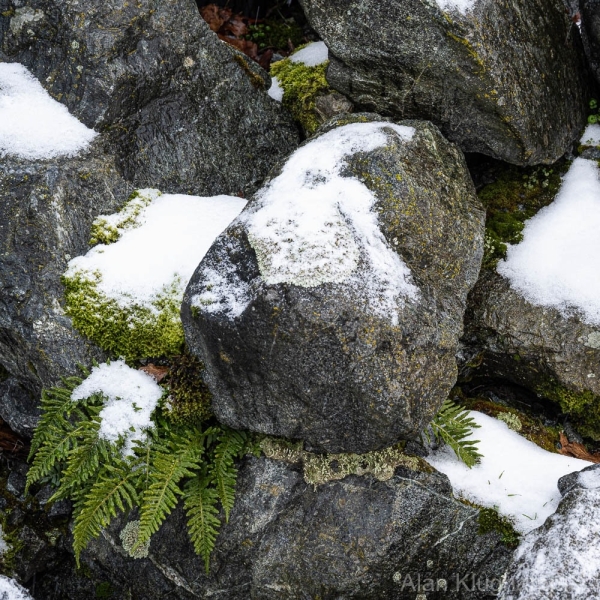 AlanKlughammer.com_20250202-_AZ71180