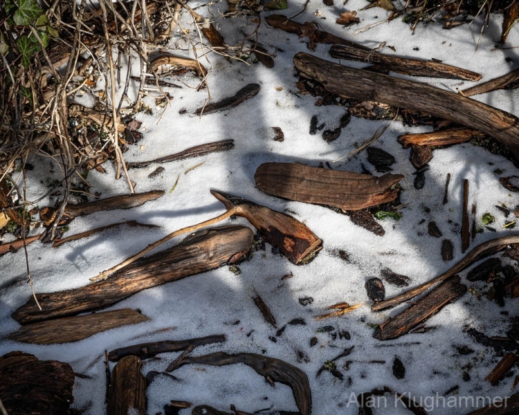 AlanKlughammer.com_20250202-_AZ71232