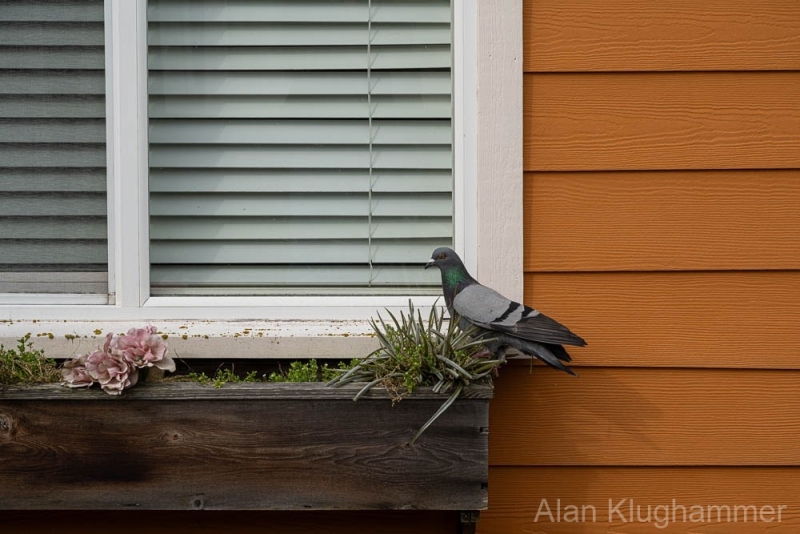 AlanKlughammer.com_20250301-_AZ71413