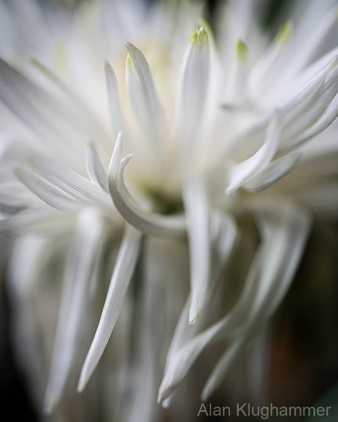 AlanKlughammer.com_20250405-_8506057