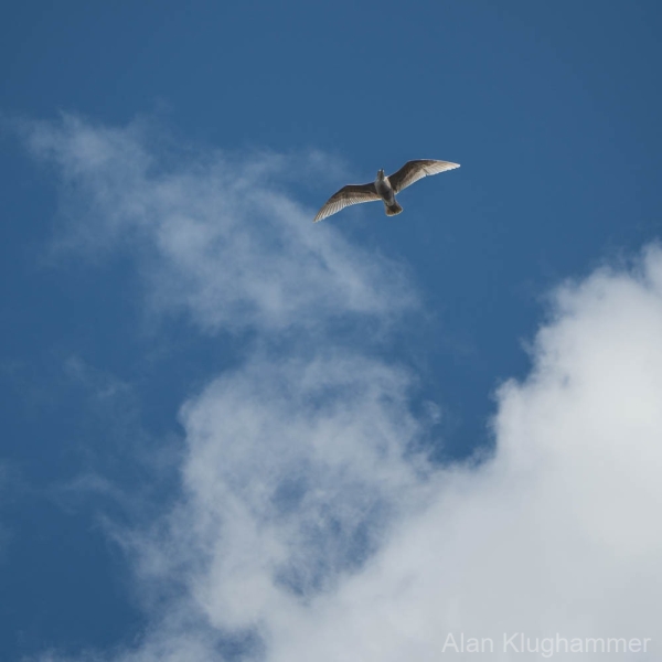 AlanKlughammer.com_20250412-_AKP1122