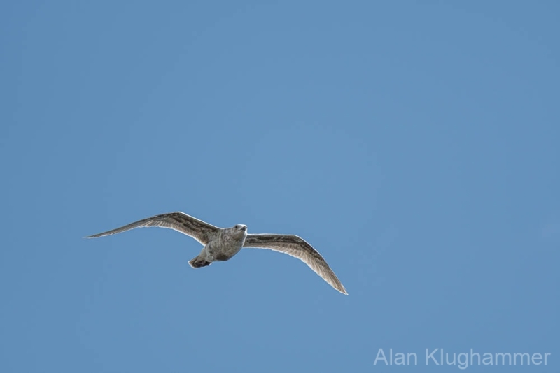 AlanKlughammer.com_20250412-_AKP1141