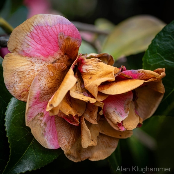 AlanKlughammer.com_20250413-_AZ72964