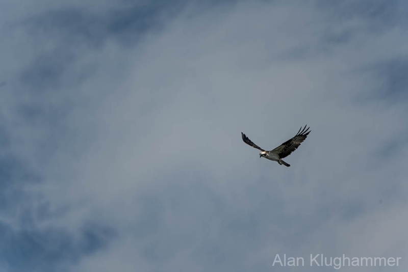 AlanKlughammer.com_20250418-_AZ73025