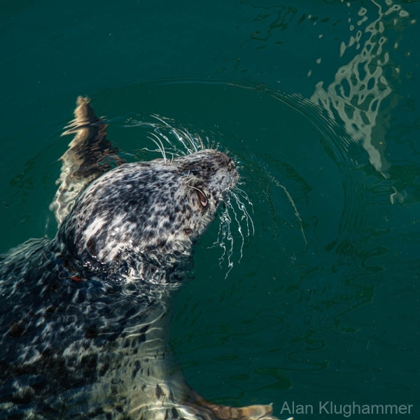 AlanKlughammer.com_20250426-_8506101
