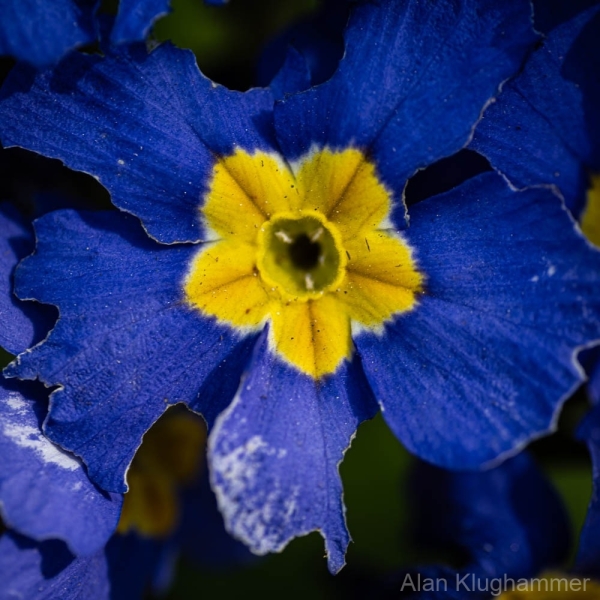 AlanKlughammer.com_20250413-_AZ72915