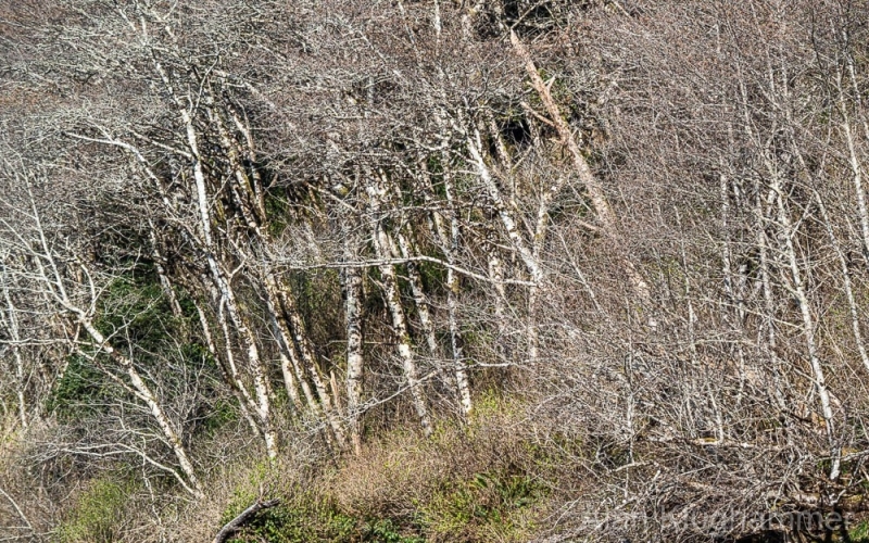 AlanKlughammer.com_20250402-_AZ72608