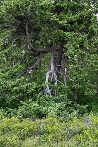 AlanKlughammer.com_20250601-_AZ73303