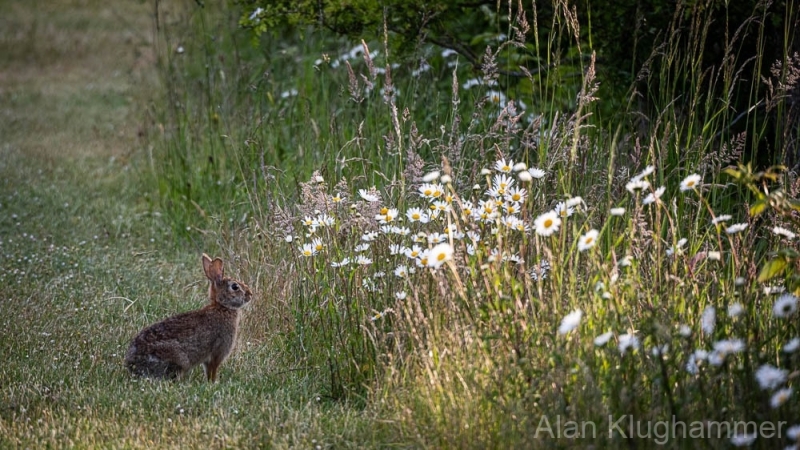 AlanKlughammer.com_20250601-_AZ73335