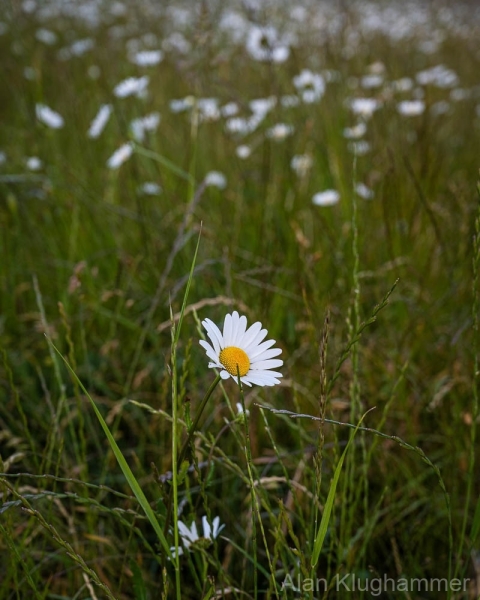 AlanKlughammer.com_20250601-_AZ73285