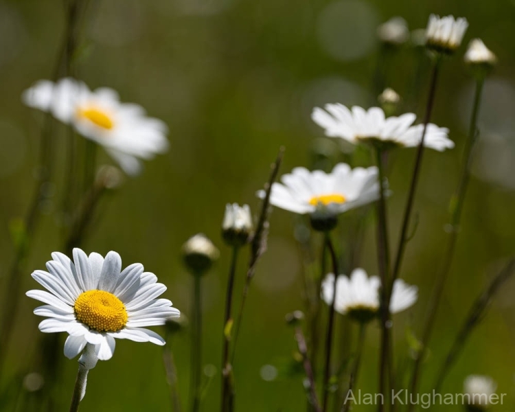 AlanKlughammer.com_20250607-_AZ73350