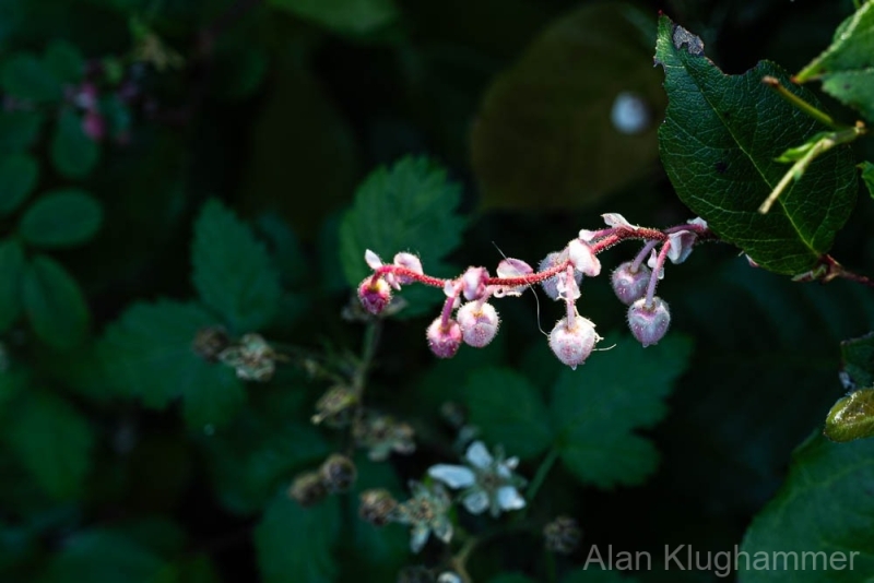 AlanKlughammer.com_20250607-_AZ73357