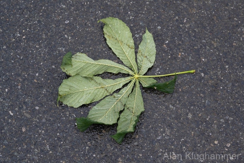 AlanKlughammer.com_20250621-_AZ73412