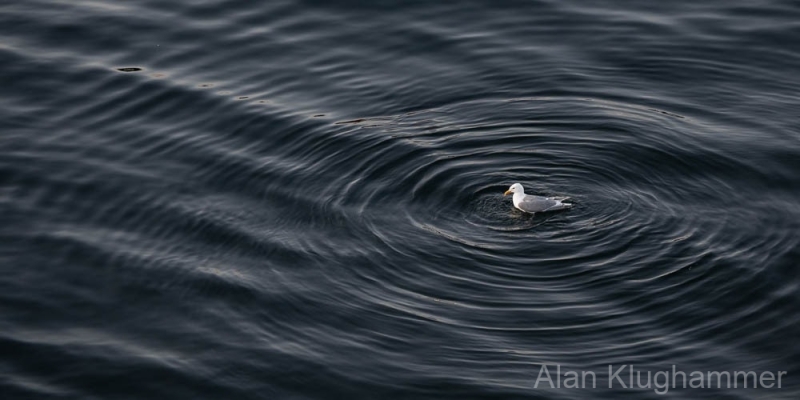 AlanKlughammer.com_20250628-_AZ73417