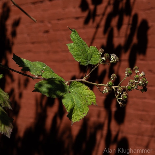AlanKlughammer.com_20250712-_AZ73644