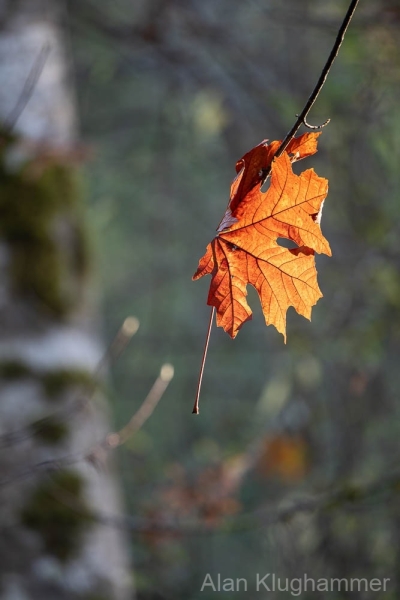 AlanKlughammer.com_20251108-_8506457