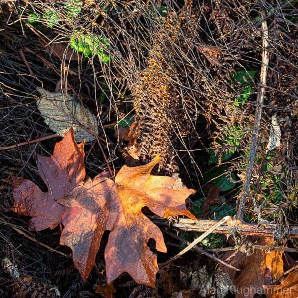 AlanKlughammer.com_20251108-_8506466