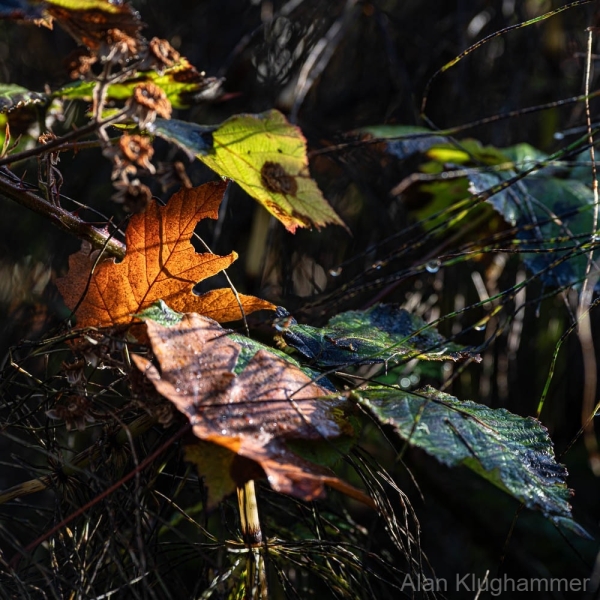 AlanKlughammer.com_20251108-_8506469