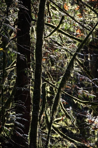 AlanKlughammer.com_20251108-_8506479