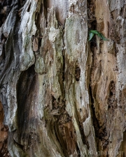 AlanKlughammer.com_20260522-_AZ77606