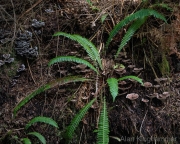AlanKlughammer.com_20260815-_AZ78409