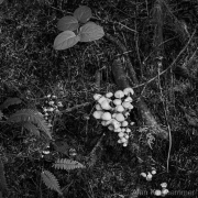 AlanKlughammer.com_20260815-_AZ78410