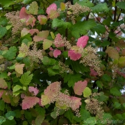 AlanKlughammer.com_20260815-_AZ78331