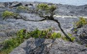 AlanKlughammer.com_20260815-_AZ78387