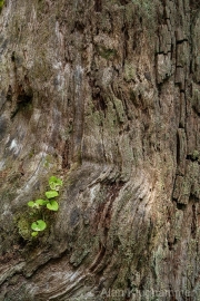 AlanKlughammer.com_20260815-_AZ78399