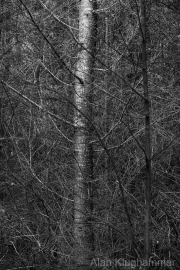 AlanKlughammer.com_20260815-_AZ78343