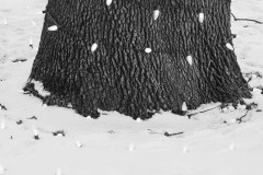 Winter storm off Dallas Road, Victoria, BC