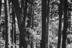 AlanKlughammer.com_20220627-_8500705