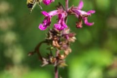 AlanKlughammer.com_20180518-20130726-_akp6441