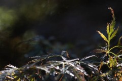 AlanKlughammer.com_20220927-_8501402