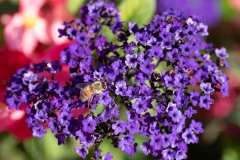 AlanKlughammer.com_20220927-_8501440