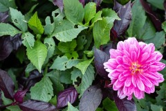 AlanKlughammer.com_20220927-_8501442