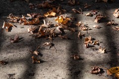 AlanKlughammer.com_20221004-_AK50418