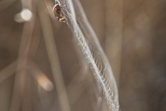 AlanKlughammer.com_20221004-_AK50437