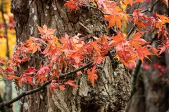 AlanKlughammer.com_20221115-_8501564