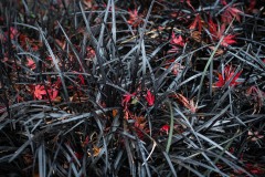 AlanKlughammer.com_20221115-_8501605