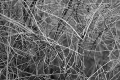 AlanKlughammer.com_20160129-_AKP0370