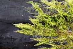 AlanKlughammer.com_20160225-_AKP0685