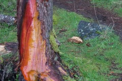 AlanKlughammer.com_20160407-_AKP1207