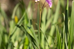 AlanKlughammer.com_20160225-_AKP0725