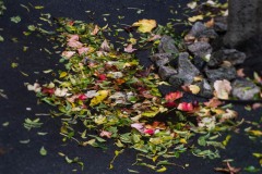 AlanKlughammer.com_20161016-_AKP4145