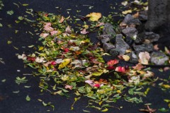 AlanKlughammer.com_20161016-_AKP4145