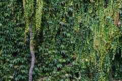 AlanKlughammer.com_20161016-_AKP4203